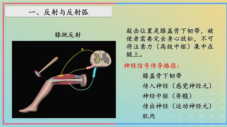 新教材2023年秋高中生物2.2神经调节的基本方式课件新人教版选择性必修106