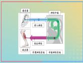 新教材2023年秋高中生物2.3神经冲动的产生和传导第1课时课件新人教版选择性必修1