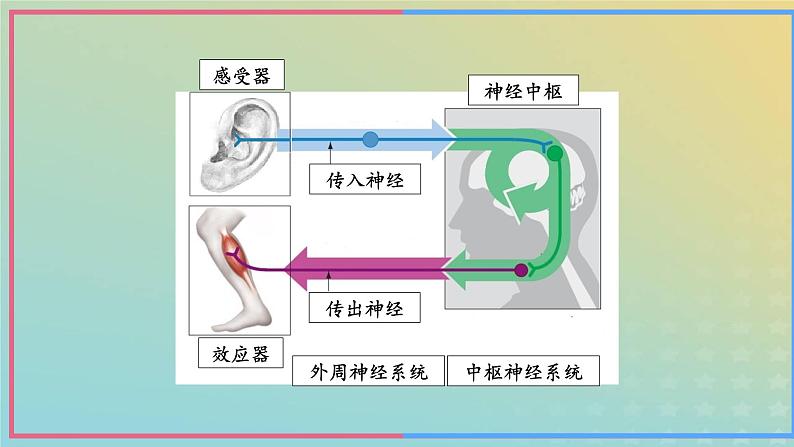 新教材2023年秋高中生物2.3神经冲动的产生和传导第1课时课件新人教版选择性必修105