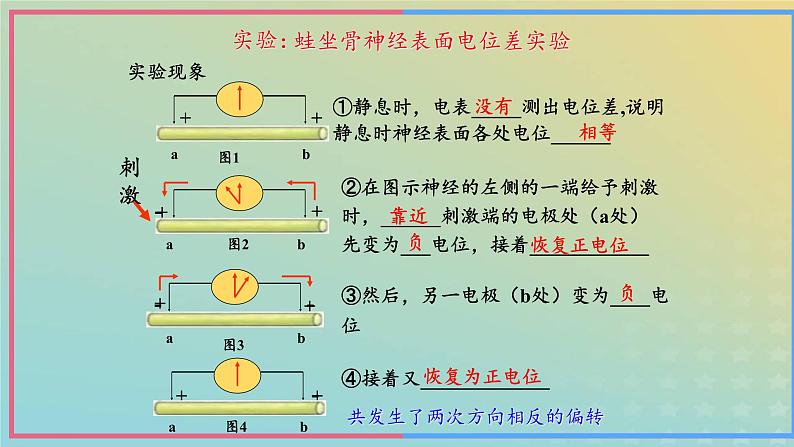 新教材2023年秋高中生物2.3神经冲动的产生和传导第1课时课件新人教版选择性必修108