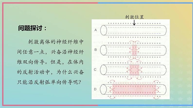 新教材2023年秋高中生物2.3神经冲动的产生和传导第2课时课件新人教版选择性必修1第2页