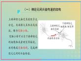 新教材2023年秋高中生物2.3神经冲动的产生和传导第2课时课件新人教版选择性必修1