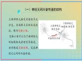 新教材2023年秋高中生物2.3神经冲动的产生和传导第2课时课件新人教版选择性必修1