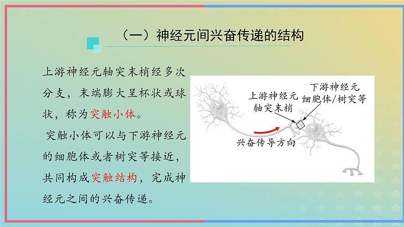 新教材2023年秋高中生物2.3神经冲动的产生和传导第2课时课件新人教版选择性必修1第5页