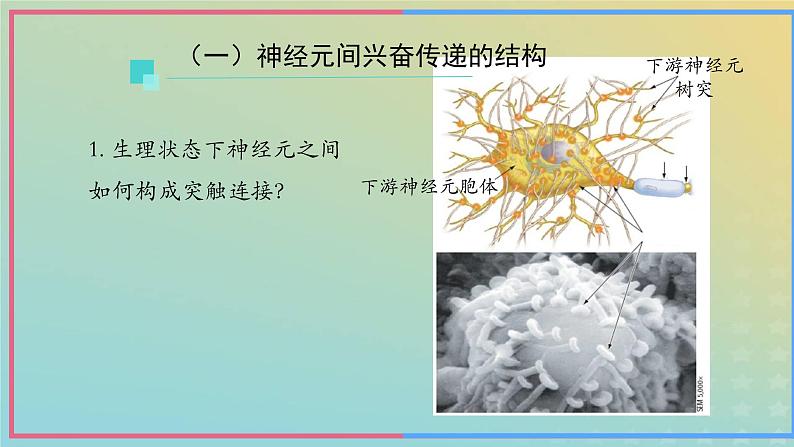 新教材2023年秋高中生物2.3神经冲动的产生和传导第2课时课件新人教版选择性必修1第6页