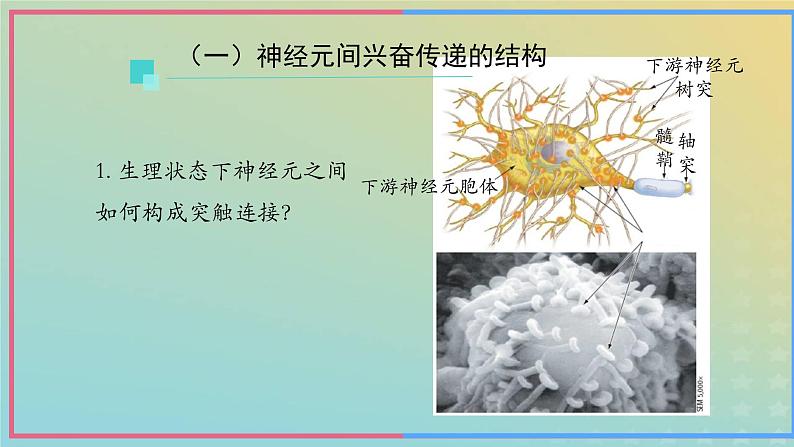 新教材2023年秋高中生物2.3神经冲动的产生和传导第2课时课件新人教版选择性必修1第7页