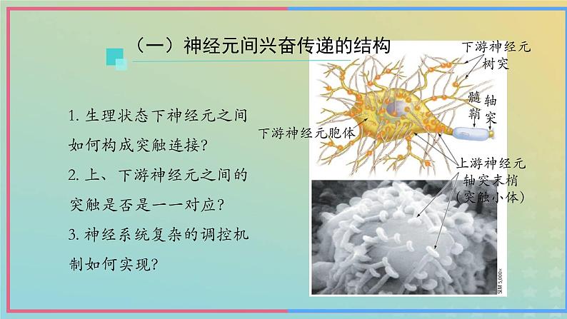 新教材2023年秋高中生物2.3神经冲动的产生和传导第2课时课件新人教版选择性必修1第8页