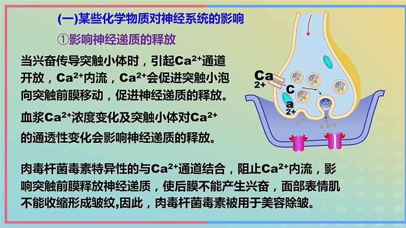 新教材2023年秋高中生物2.3神经冲动的产生和传导第3课时课件新人教版选择性必修106