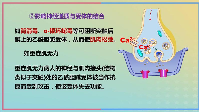 新教材2023年秋高中生物2.3神经冲动的产生和传导第3课时课件新人教版选择性必修107