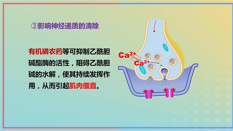 新教材2023年秋高中生物2.3神经冲动的产生和传导第3课时课件新人教版选择性必修108