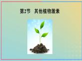 新教材2023年秋高中生物5.2其他植物激素课件新人教版选择性必修1