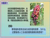 新教材2023年秋高中生物5.3植物生长调节剂的应用课件新人教版选择性必修1
