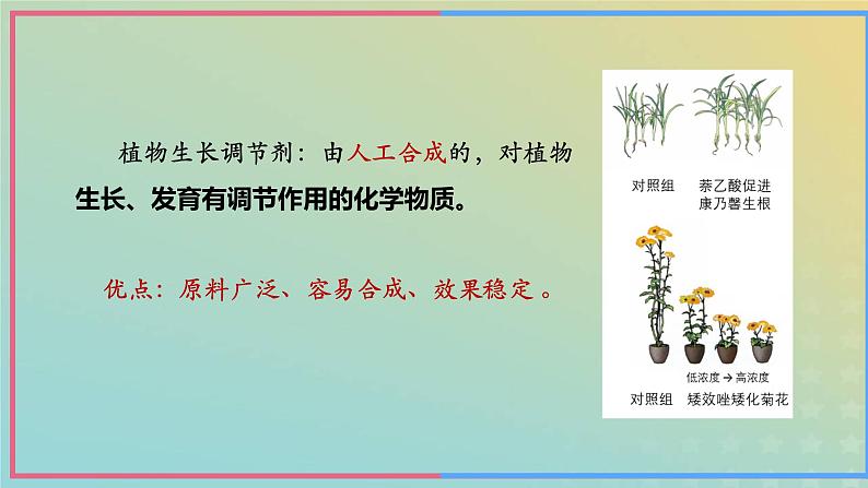 新教材2023年秋高中生物5.3植物生长调节剂的应用课件新人教版选择性必修1第6页