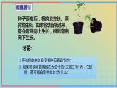 新教材2023年秋高中生物5.4环境因素参与调节植物的生命活动课件新人教版选择性必修1