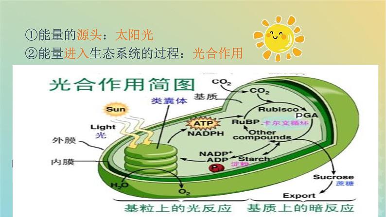 新教材同步备课系列2023高中生物3.2.1生态系统的能量流动课件新人教版选择性必修2第7页