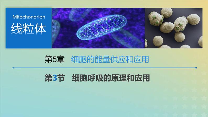 新教材2023年秋高中生物5.3细胞呼吸课件新人教版必修1第1页