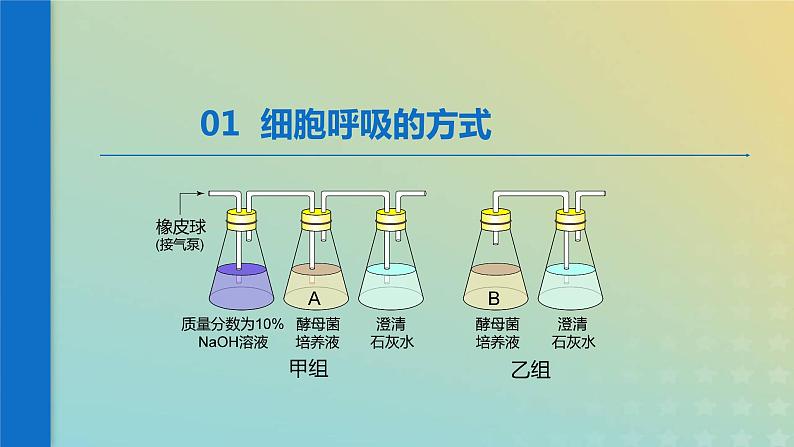 新教材2023年秋高中生物5.3细胞呼吸课件新人教版必修1第3页