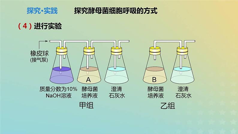 新教材2023年秋高中生物5.3细胞呼吸课件新人教版必修1第8页