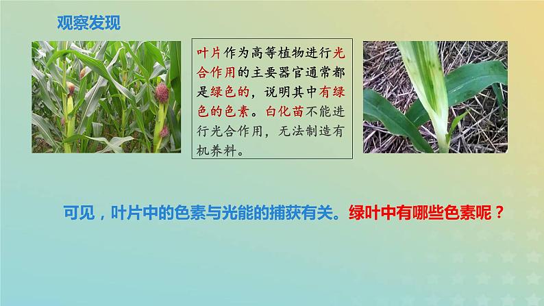 新教材2023年秋高中生物5.4光合作用与能量转化课件新人教版必修1第4页