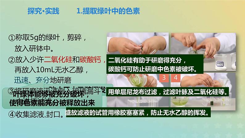 新教材2023年秋高中生物5.4光合作用与能量转化课件新人教版必修1第8页