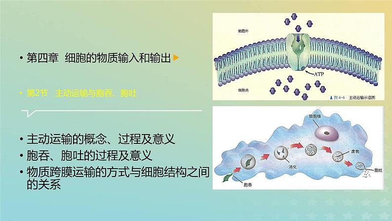 新教材2023年秋高中生物4.2主动运输与胞吞胞吐课件新人教版必修1第1页