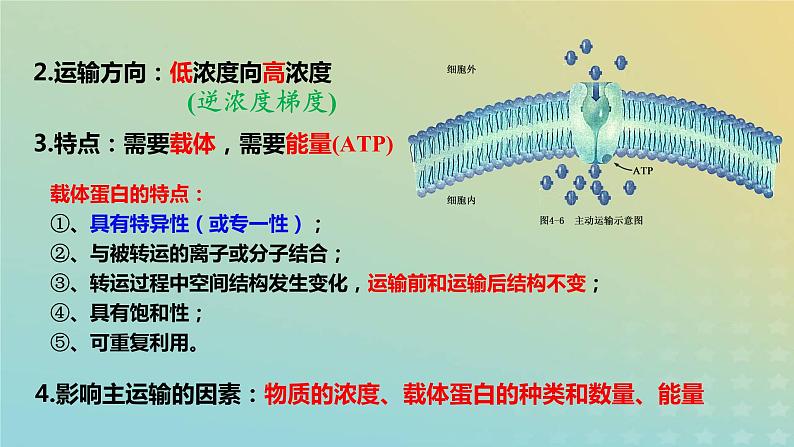 新教材2023年秋高中生物4.2主动运输与胞吞胞吐课件新人教版必修1第6页