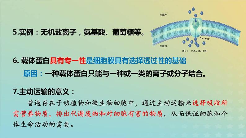 新教材2023年秋高中生物4.2主动运输与胞吞胞吐课件新人教版必修1第8页