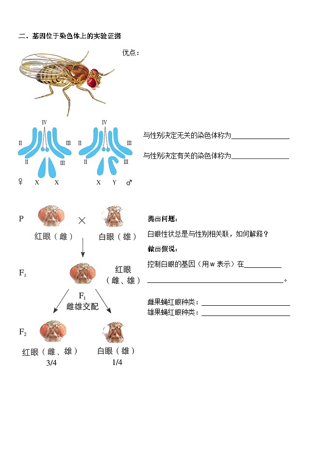 2.2基因在染色体上导学案 高中生物人教版必修2第2页
