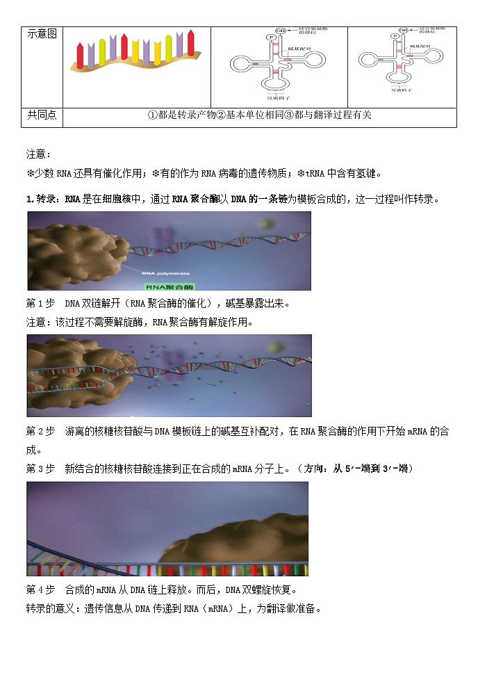 4.1基因指导蛋白质的合成导学案 高中生物人教版必修2第2页