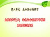 新高考生物二轮复习：加强提升课件(八)　动物生命活动调节模型及相关实验突破（含解析）
