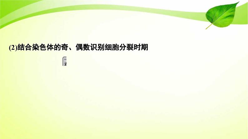 新高考生物二轮复习：加强提升课件(四)　辨析“三率”及“三率”测定的5种实验模型（含解析）05