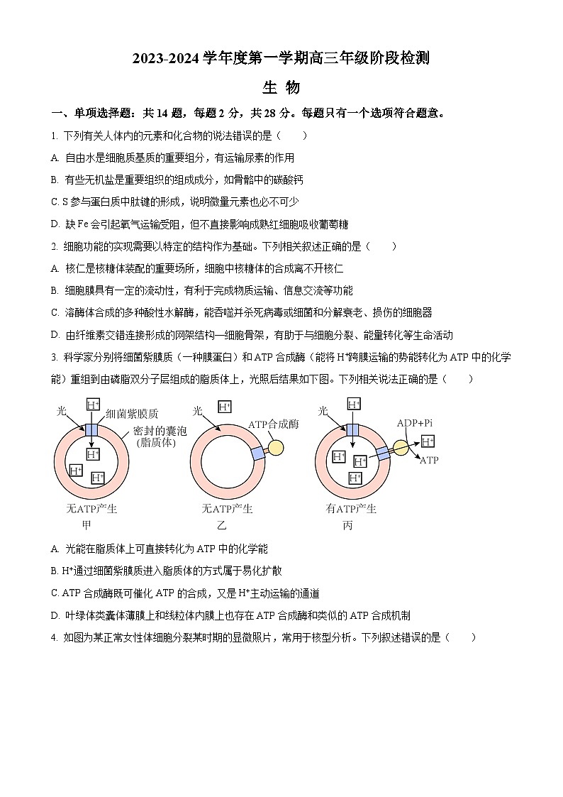 2024江苏省海安高级中学高三上学期10月月考试题生物含解析第1页