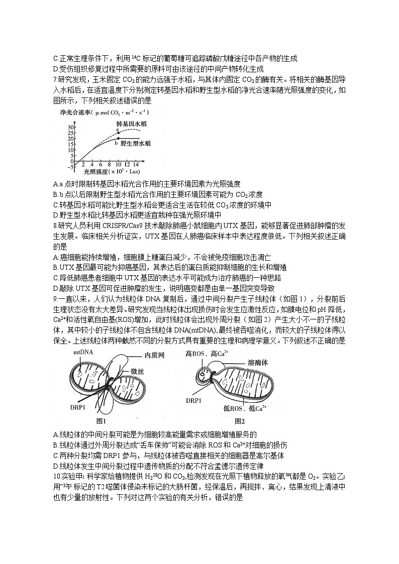河南省平顶山许昌济源洛阳2023一2024学年高三上学期第一次质量检测生物试题（月考）02