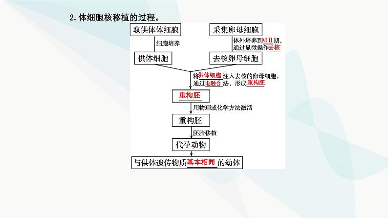 人教版高中生物选择性必修3第2章细胞工程第2节第3课时动物体细胞核移植技术和克隆动物课件第4页