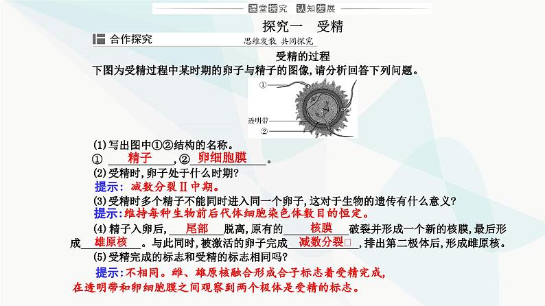 人教版高中生物选择性必修3第2章细胞工程第3节第1课时胚胎工程的理论基础课件07