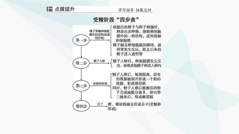 人教版高中生物选择性必修3第2章细胞工程第3节第1课时胚胎工程的理论基础课件08