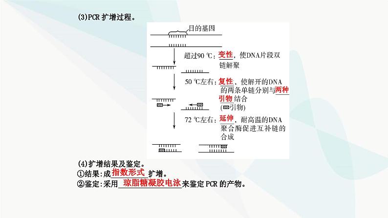 人教版高中生物选择性必修3第3章基因工程第2节基因工程的基本操作程序课件05