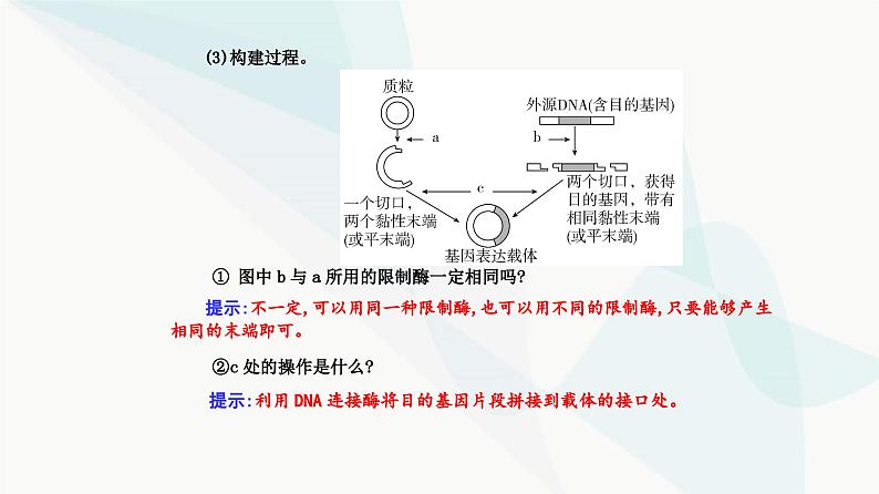 人教版高中生物选择性必修3第3章基因工程第2节基因工程的基本操作程序课件07