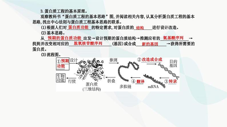 人教版高中生物选择性必修3第3章基因工程第4节蛋白质工程的原理和应用课件第5页