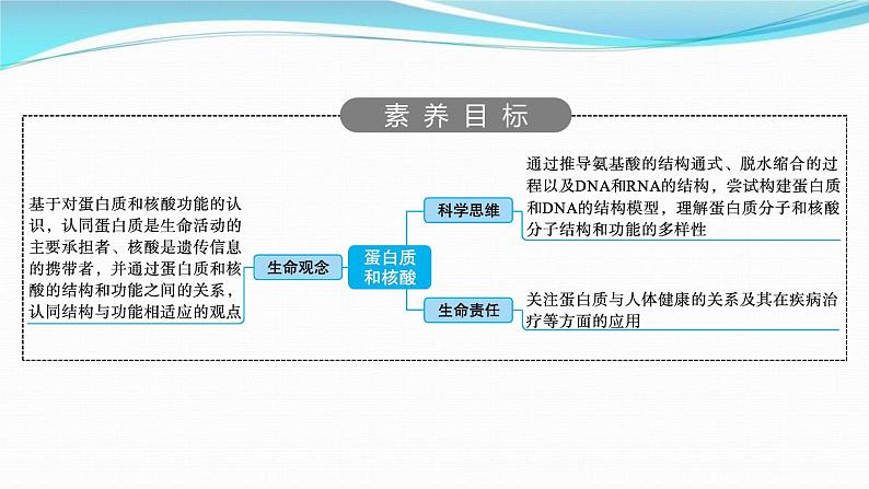 新高考生物一轮复习讲练课件：第3讲　蛋白质和核酸（含解析）02