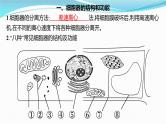 新高考生物一轮复习讲练课件：第5讲　细胞器与生物膜系统（含解析）