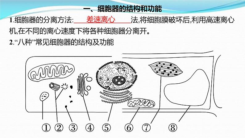 新高考生物一轮复习讲练课件：第5讲　细胞器与生物膜系统（含解析）03