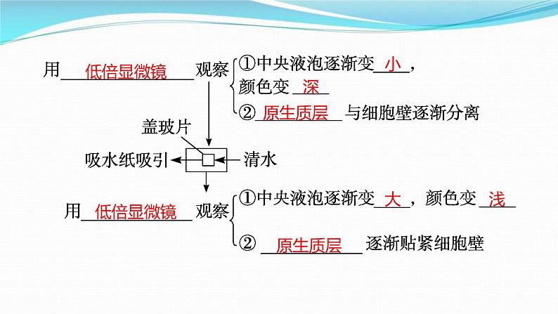 新高考生物一轮复习讲练课件：第6讲　物质跨膜运输的方式（含解析）07