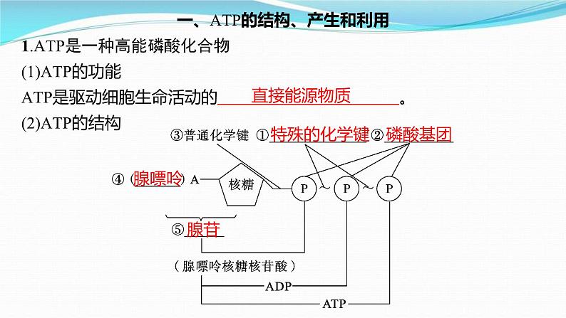 新高考生物一轮复习讲练课件：第8讲　ATP与细胞呼吸（含解析）第3页