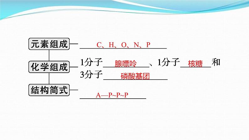 新高考生物一轮复习讲练课件：第8讲　ATP与细胞呼吸（含解析）第4页