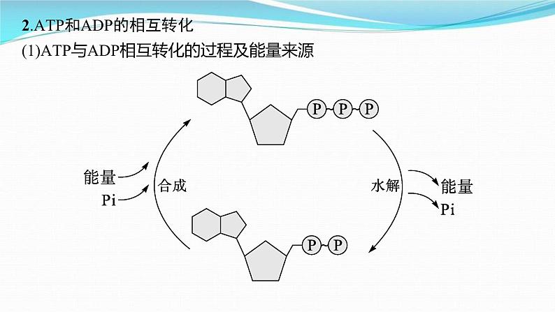 新高考生物一轮复习讲练课件：第8讲　ATP与细胞呼吸（含解析）第5页