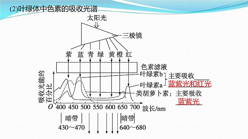 新高考生物一轮复习讲练课件：第9讲　光合作用与能量转化（含解析）07