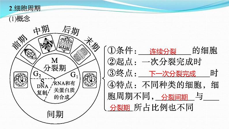 新高考生物一轮复习讲练课件：第11讲　细胞的增殖（含解析）第4页