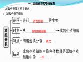 新高考生物一轮复习讲练课件：第12讲　减数分裂和受精作用（含解析）