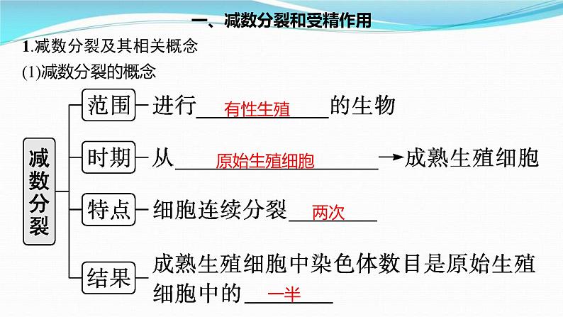 新高考生物一轮复习讲练课件：第12讲　减数分裂和受精作用（含解析）04